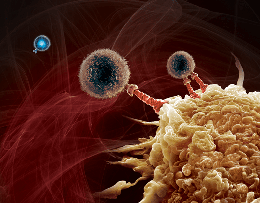 Mechanism of Action of Keytruda (pembrolizumab) 